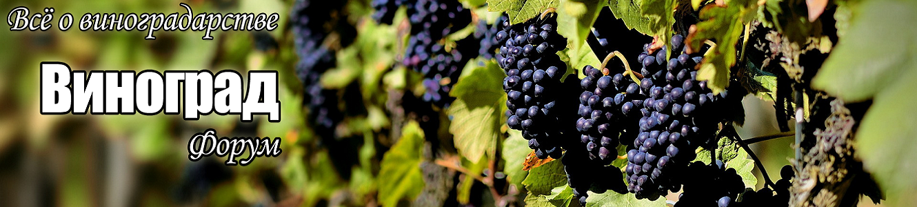 ФОРУМ ВИНОГРАД